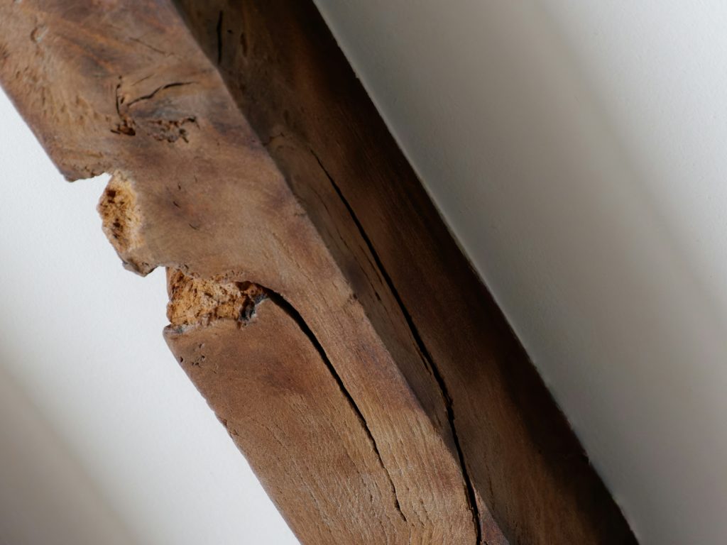 diagnostic termites